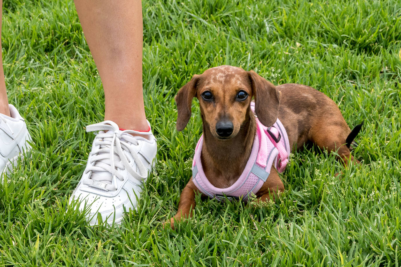 Nuevo encuentro de perros teckel en La Ballena