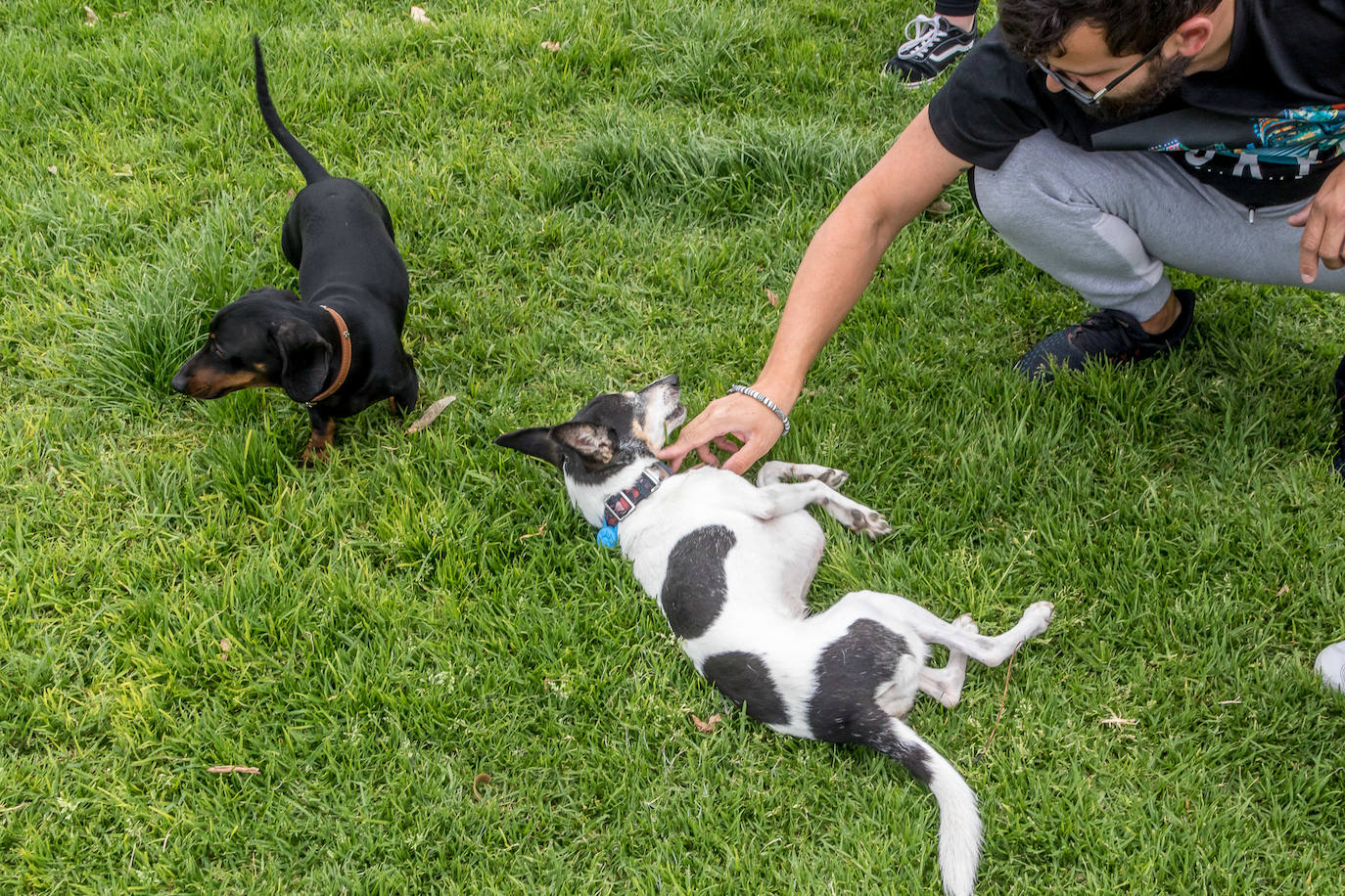 Nuevo encuentro de perros teckel en La Ballena