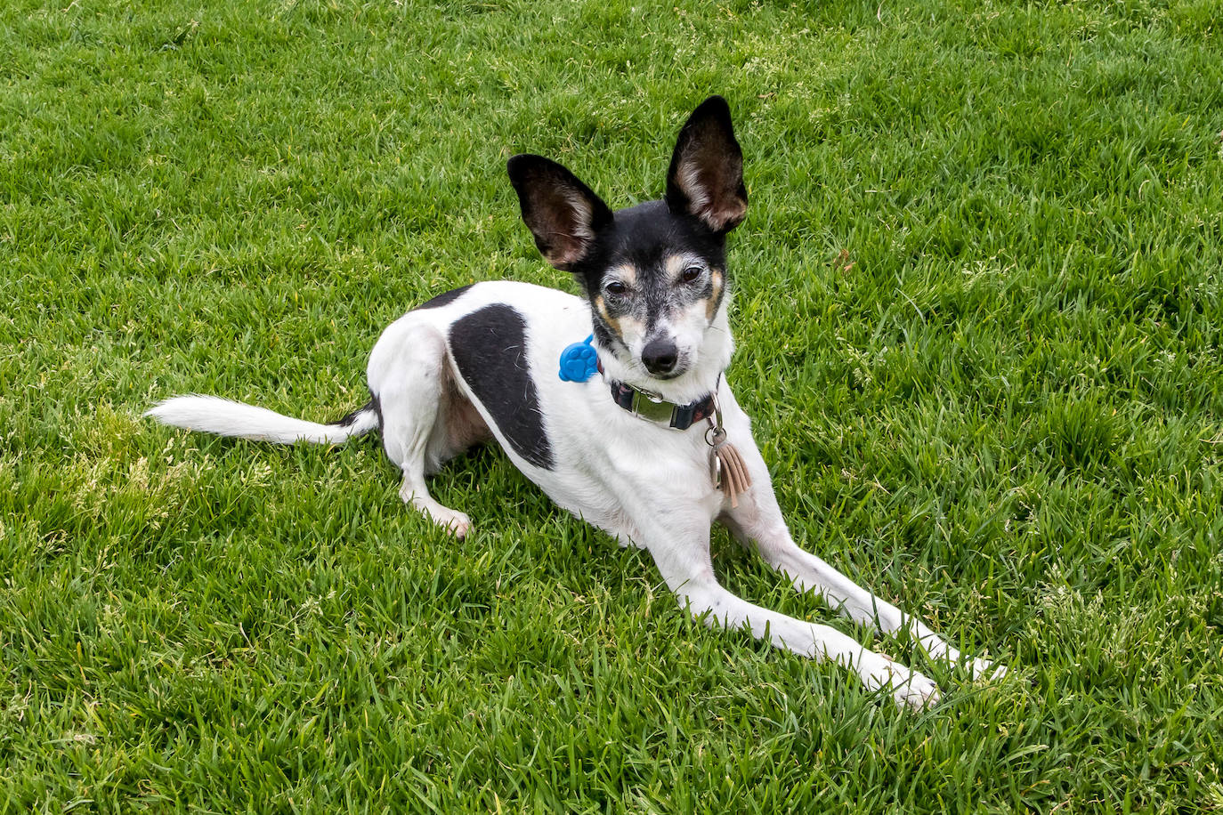 Nuevo encuentro de perros teckel en La Ballena
