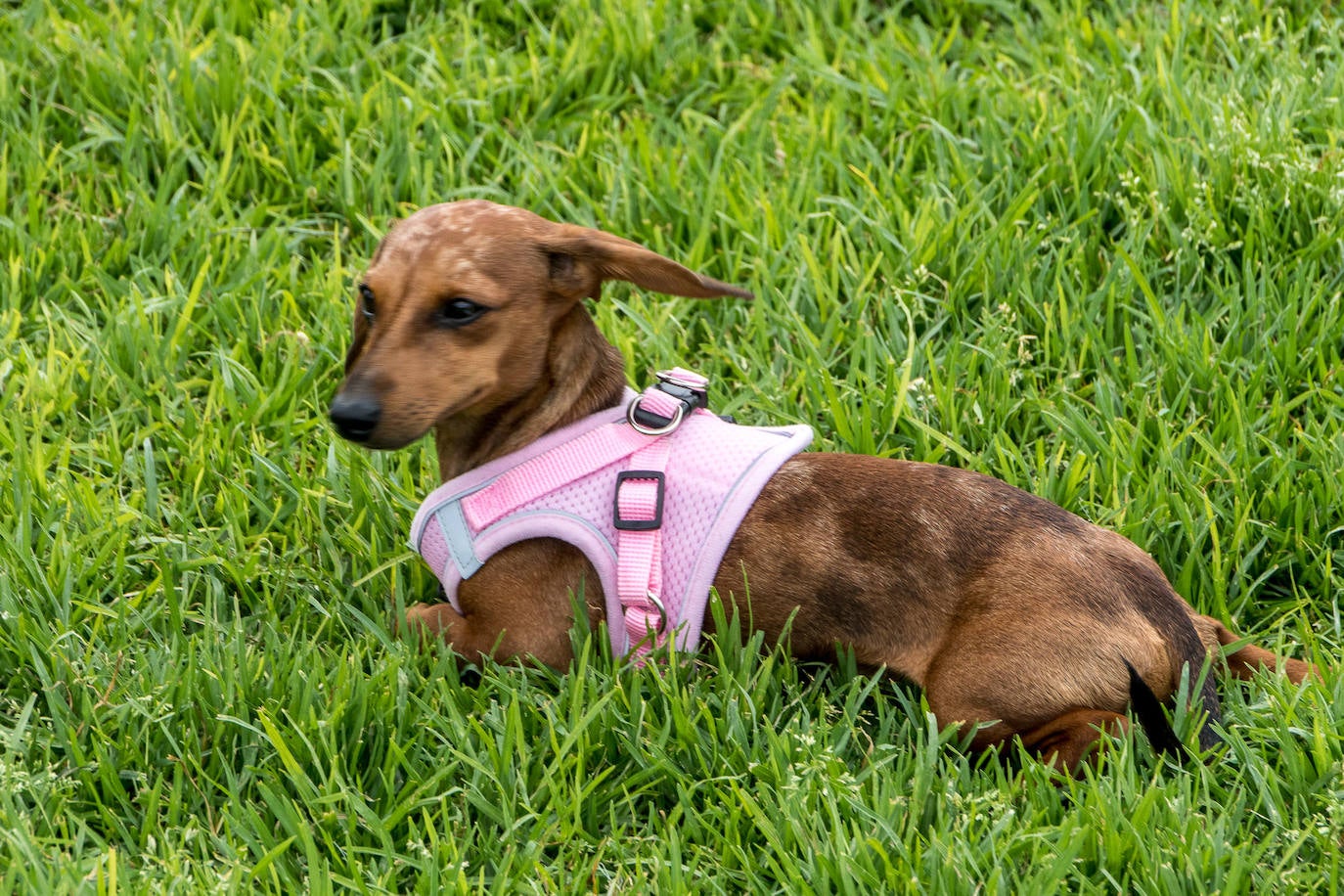 Nuevo encuentro de perros teckel en La Ballena