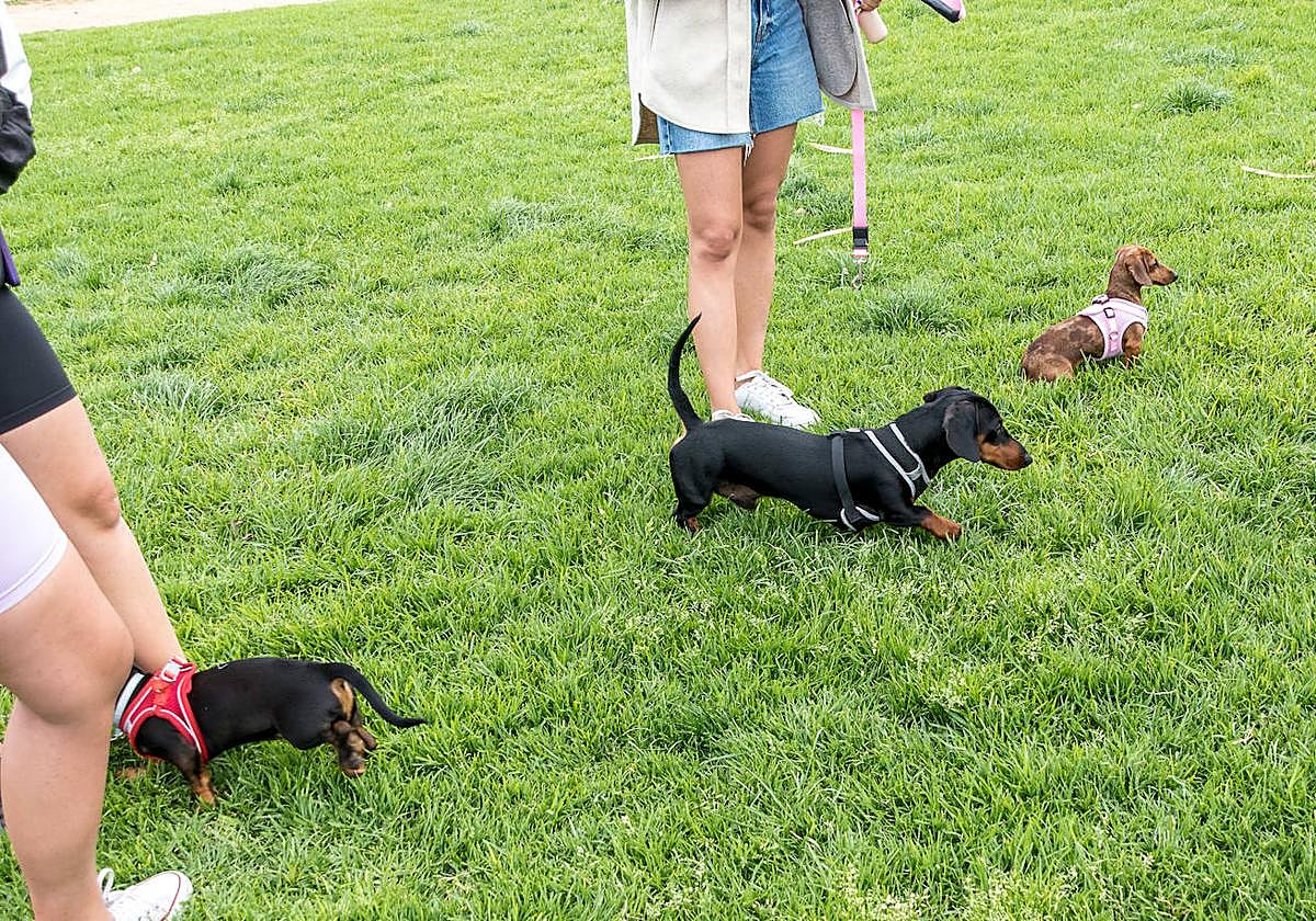 Nuevo encuentro de perros teckel en La Ballena