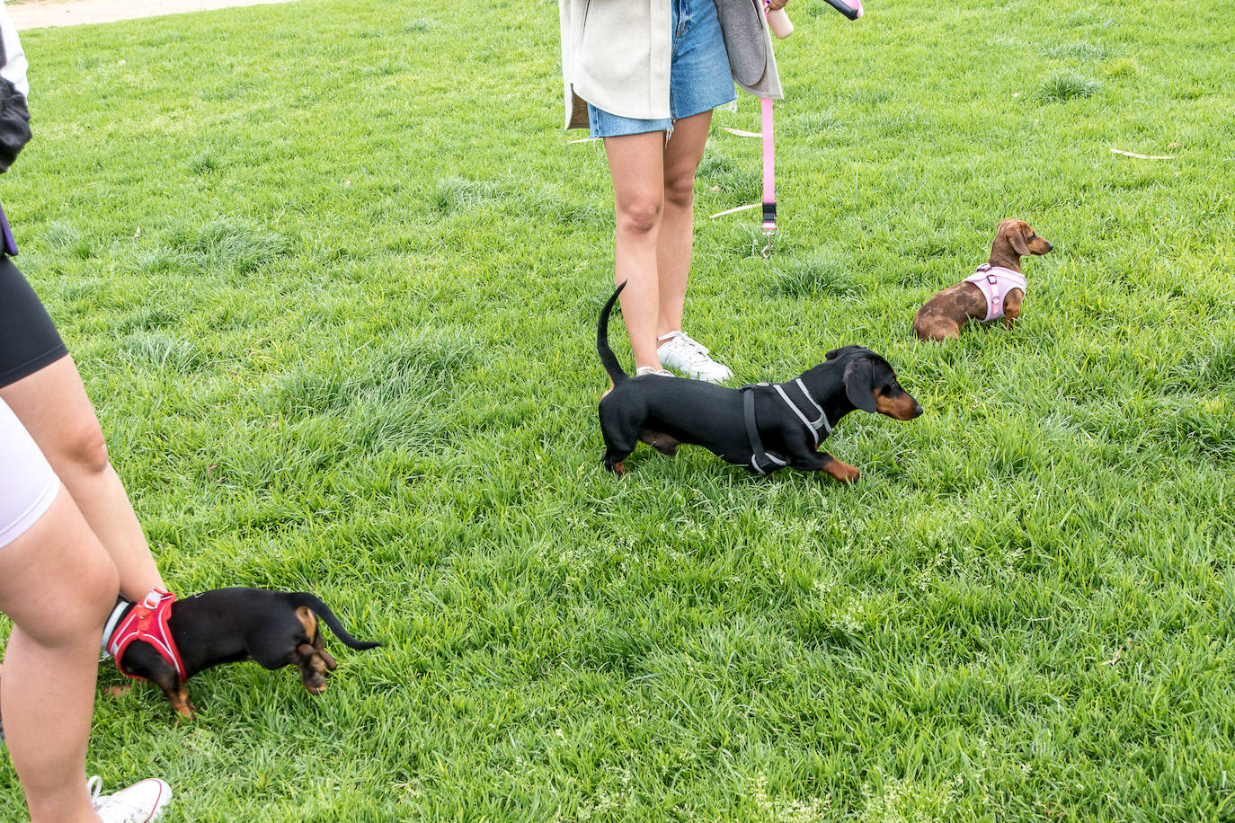 Nuevo encuentro de perros teckel en La Ballena