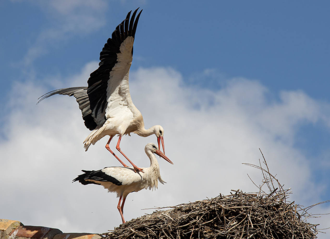 El cielo de Alfaro (La Rioja) revive esta primavera el «crotoreo» del millar de ejemplares de cigüeña blanca llegadas desde África, en cuya Colegiata de San Miguel se asienta la mayor colonia urbana de Europa de esta especie en un único edificio, con más de un centenar de parejas.- 