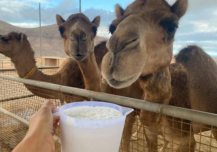 ¿Un bombón de leche de camella?