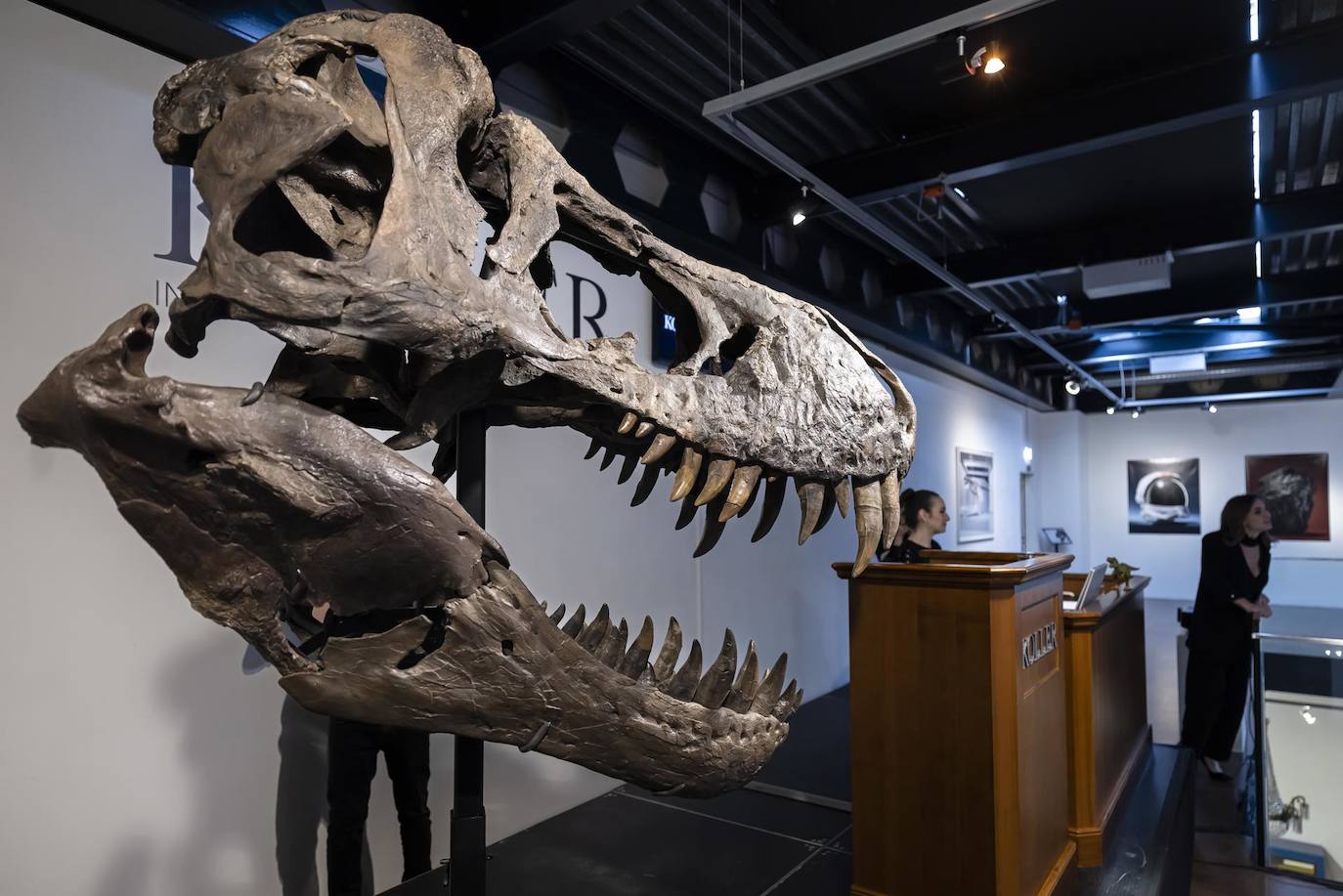 La cabeza del esqueleto de un Tyrannosaurus rex llamado Trinity, se exhibe durante una subasta de la casa de subastas Koller en Zúrich, Suiza. Los 11,6 metros de largo, 3,9 metros El esqueleto de T-Rex de 67 millones de años de altura y 67 millones de años se ensambló a partir de tres especímenes excavados entre 2008 y 2013 en las formaciones Hell Creek y Lance Creek en los estados estadounidenses de Montana y Wyoming.