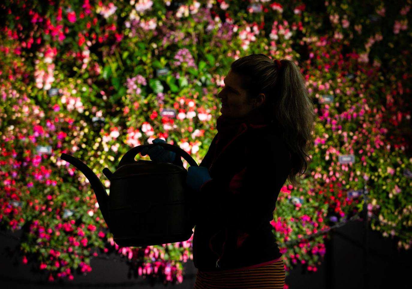 Esther de Roualeyn Fuchsias posa con su exhibición Fuchsia el día de la instalación en el Harrogate Spring Flower Show en Harrogate, Gran Bretaña. El Harrogate Spring Flower Show es una prestigiosa horticultura nacional espectáculo organizado por la Sociedad de Horticultura del Norte de Inglaterra, que muestra características florales y exhibiciones espectaculares.