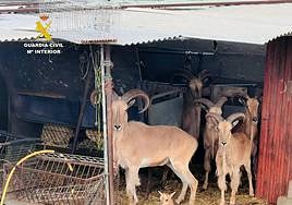 Investigan una explotación clandestina de arruís en La Palma