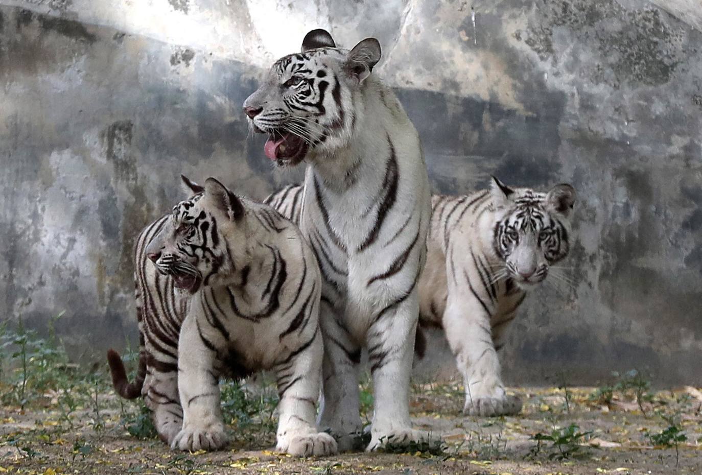 Los cachorros de tigre blanco 'Vyom' y 'Avni' junto a su madre 'Sita' fotografiados dentro de un recinto después de ser puestos en libertad al público en el Parque Zoológico Nacional de Nueva Delhi, India. Los dos cachorros nacieron en agosto de 2022 y son el resultado de la primera cría exitosa de tigres blancos en siete años en el Parque Zoológico Nacional.