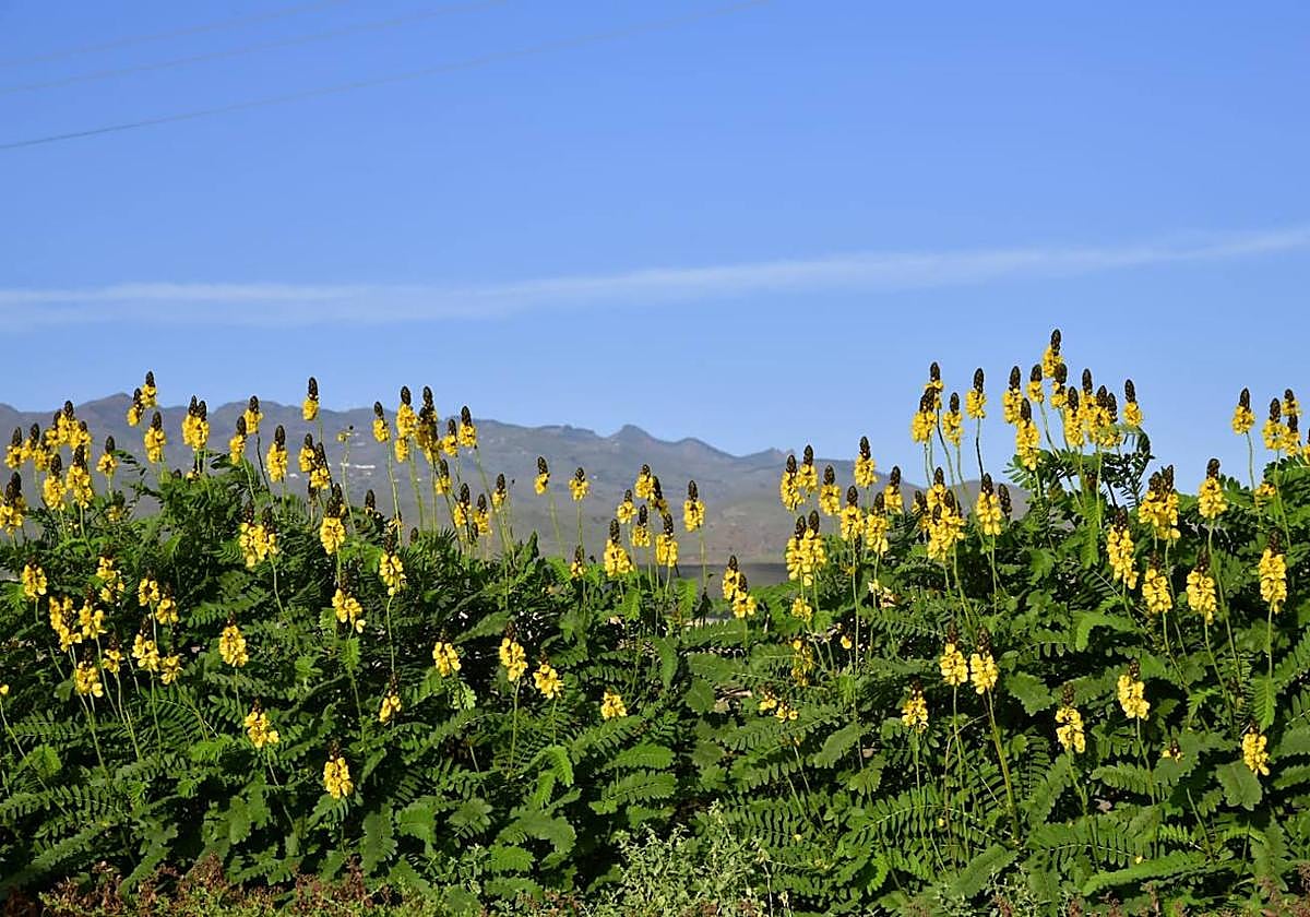 Paisaje primaveral en Gran Canaria.