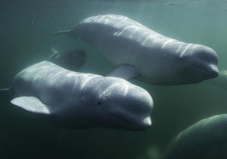 Fotograma de la película 'Los secretos de las ballenas' que se proyecta este miércoles en Ínsula.