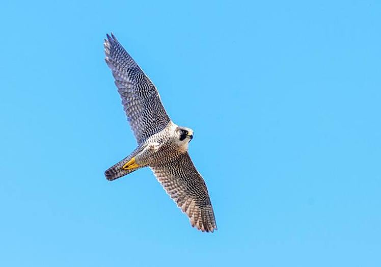 Un halcón tagarote, especie en peligro de extinción, en pleno vuelo.