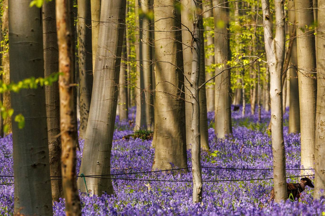 Una alfombra de campanillas en flor en los bosques de Halle, Bélgica. Hal Wood es conocido por sus campanillas que florecen durante aproximadamente tres semanas en primavera. Cada año, miles se sienten atraídos por la alfombra de flores moradas.