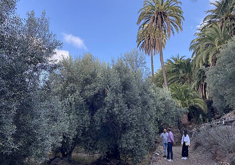 Finca de olivos que se riega con agua regenerada producida en la depuradora.