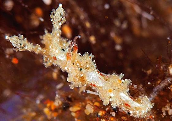 Ejemplar del molusco encontrado en el litoral sureño.