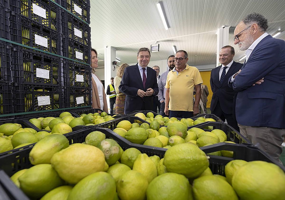El ministro de Agricultura, Pesca y Alimentación, Luis Planas, visitó Mercalaspalmas, el nodo de abastecimiento de alimentos más grande de Canarias