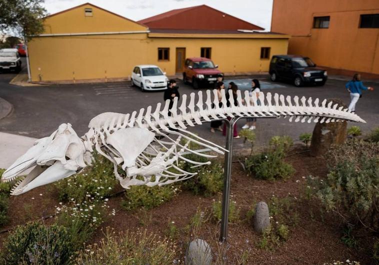 Instalan en Tenerife el esqueleto de un calderón recuperado en Las Teresitas