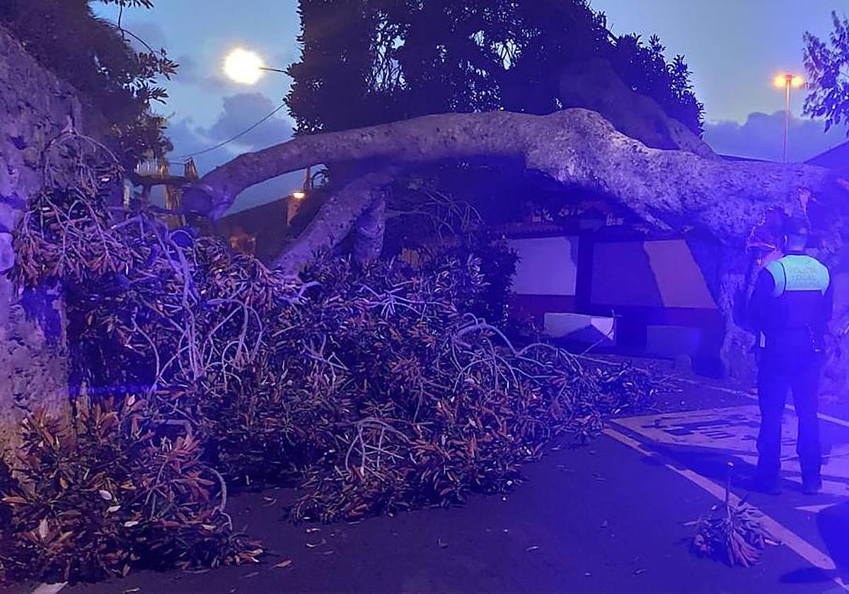 Corte de la carretera por la caída de una rama, este viernes.