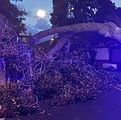 Un informe de Parques y Jardines recomendaba talar el árbol bonito de San Juan por su mal estado