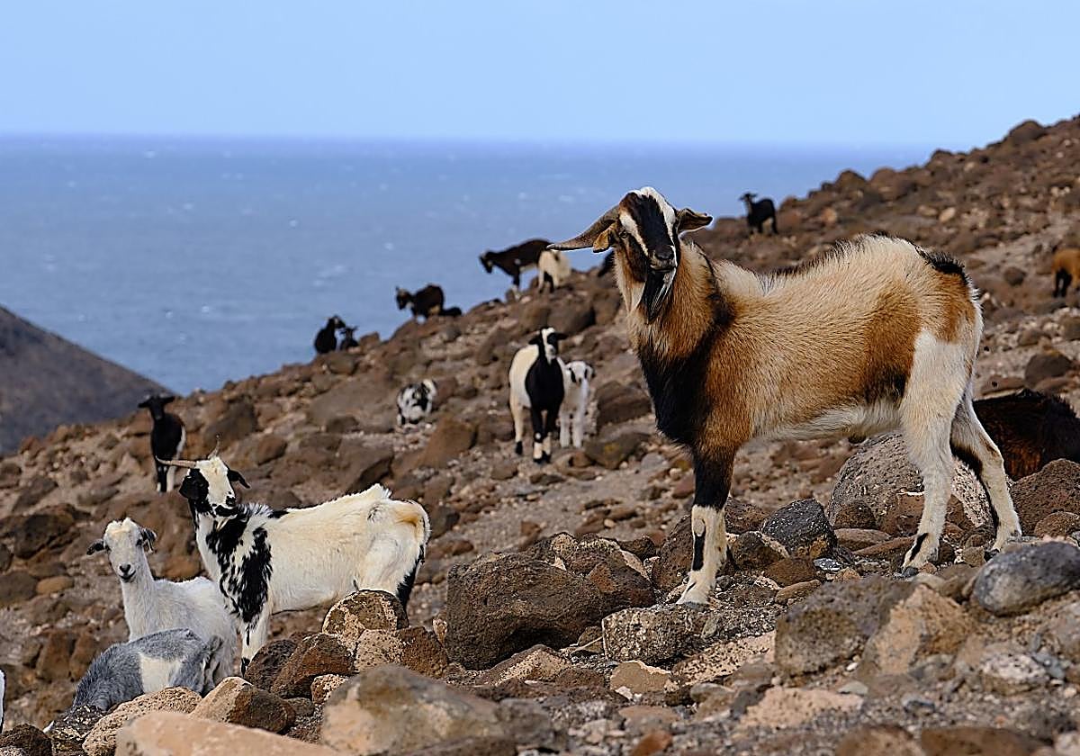 Cabras de costa en el municipio de Betancuria.