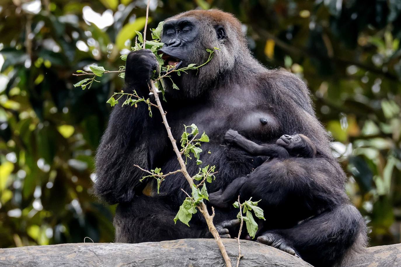 Shalia, la madre del gorila occidental de llanura, sostiene a su bebé de dos semanas, Willie B. III, dentro de su recinto en el hábitat del Zoo Atlanta en Atlanta, Georgia, EE. UU. El bebé gorila, nacido el 24 de Abril de 2023, es el primer hijo de Willie B. Jr y nieto del legendario espalda plateada Willie B.