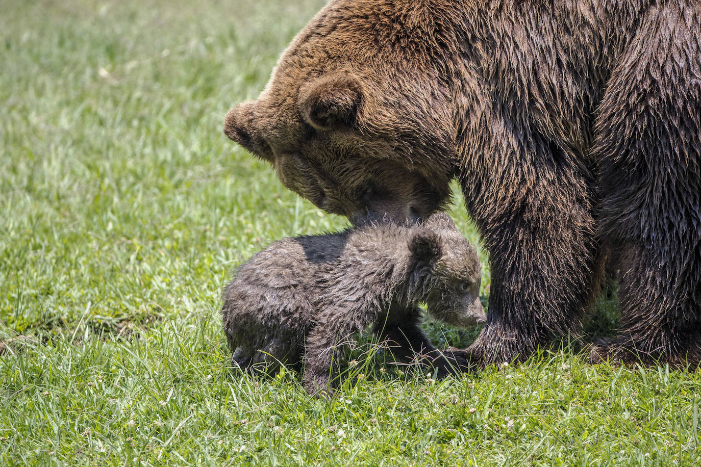 Fotografía de la osa «Polina» junto a su cachorra de oso pardo hoy, en el zoológico La Aurora, en Ciudad de Guatemala (Guatemala). El principal Zoológico de Guatemala presentó a una cría hembra de oso pardo que nació a principios de 2023 en este parque.