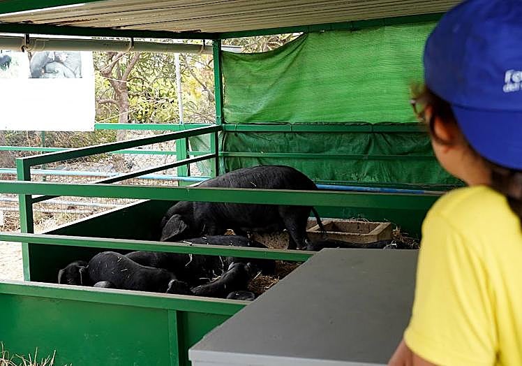 Unos niños observan varios ejemplares de cochinos negros canarios.