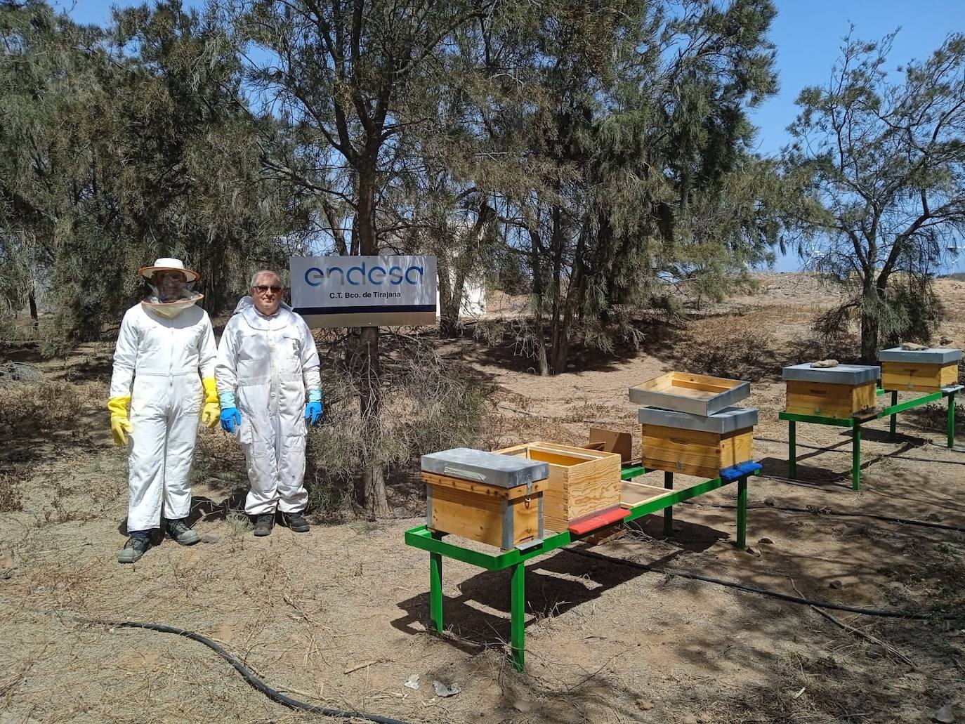 La primera miel térmica de España se produce en el Barranco de Tirajana