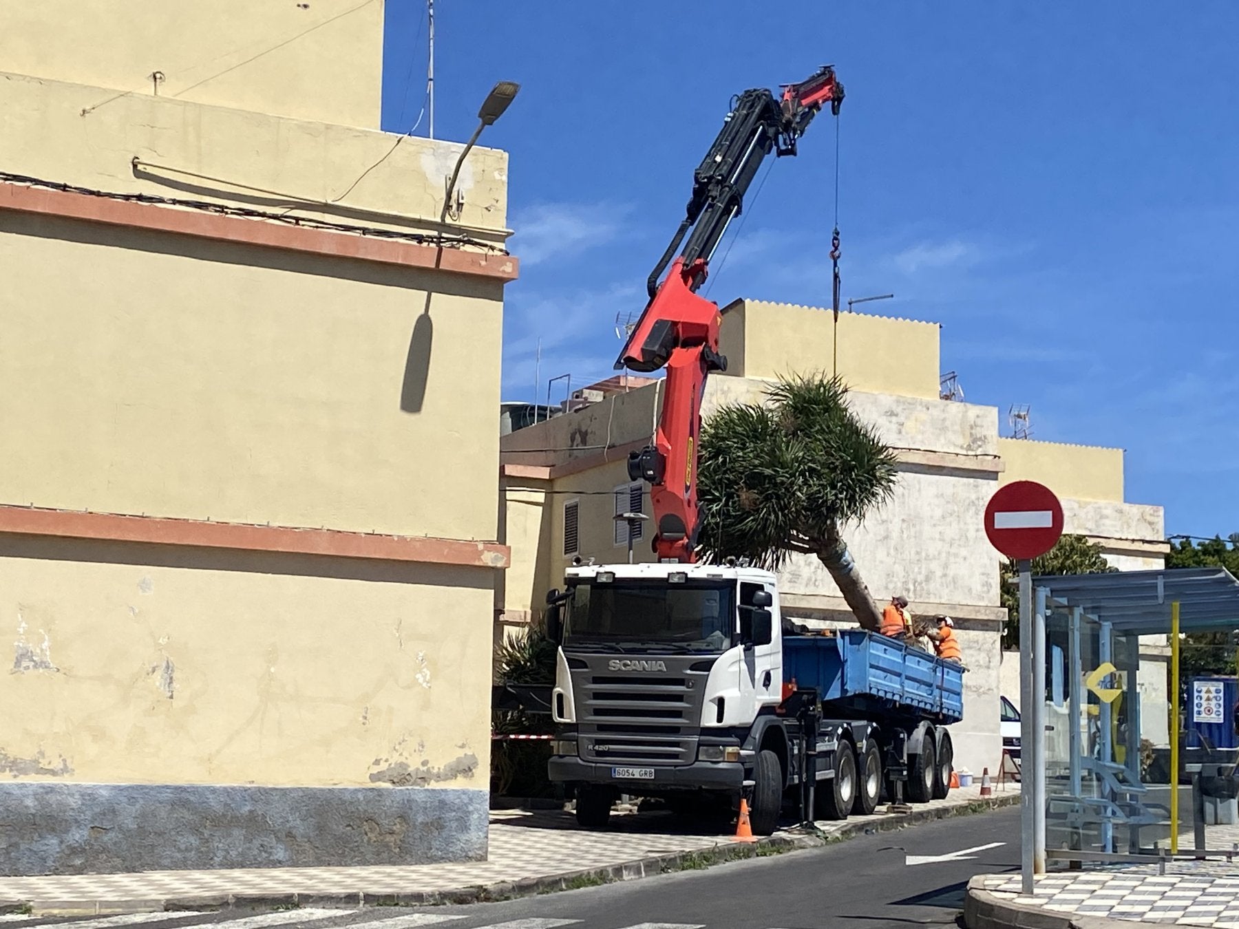Trasplante de uno de los dragos.