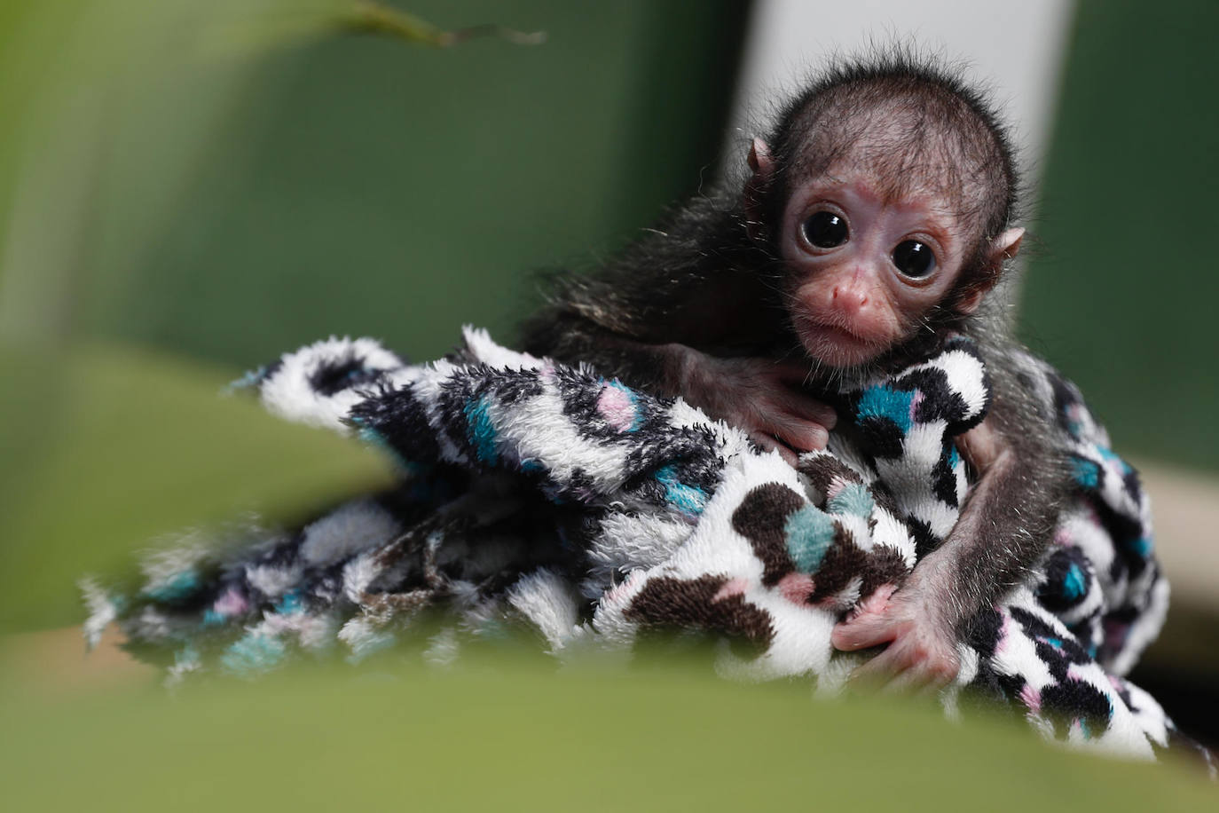 Una cría de mono araña es examinada en el Zoológico de Cali, en la cuidad de Cali (Colombia). Esta bebé de especie mono araña fue rechazada por su madre y el equipo médico del zoológico se ha hecho cargo de la crianza de esta primate y esperan poder reintegrarlo a la manada en unos meses.