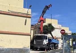 Trasplante de uno de los dragos.