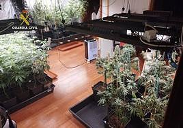 Marihuana incautada en Tinajo.