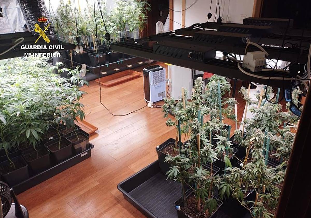 Marihuana incautada en Tinajo.