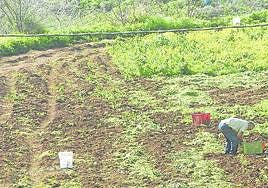 Un Plan para proteger el sector primario