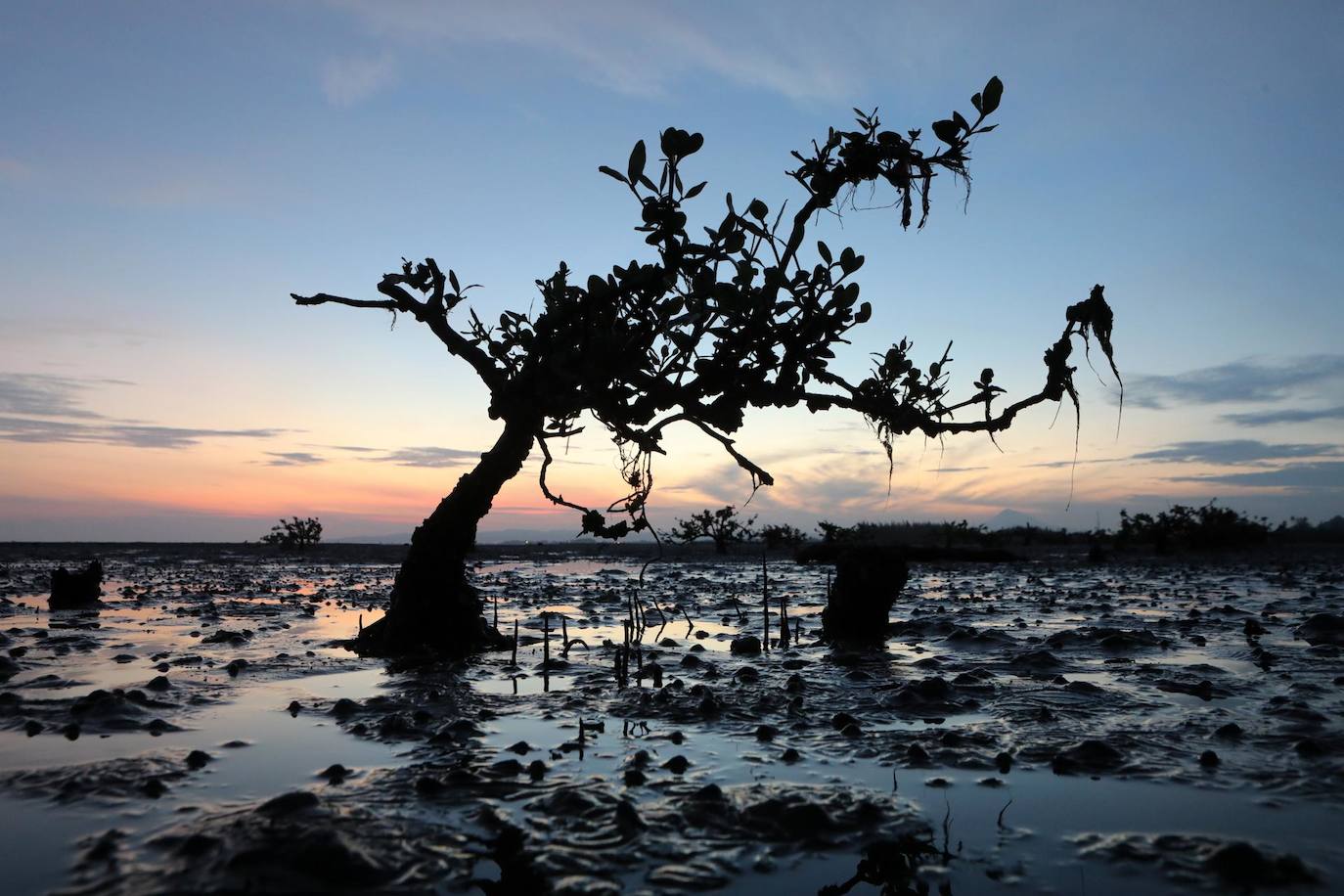 Vista de un árbol de mangle que sobrevivió en un área dañada por el tsunami de 2004 en el área de Ujong Pancu, Banda Aceh, Indonesia. El manglar que bordea áreas residenciales había sufrido graves daños durante el tsunami dejando sólo unos pocos árboles que sobrevivieron. El aumento del nivel del mar ha provocado una rápida erosión costera en Aceh. Además, el desastre del tsunami de 2004 también contribuyó en gran medida a la destrucción de los bosques de manglares en la costa oeste de Aceh.