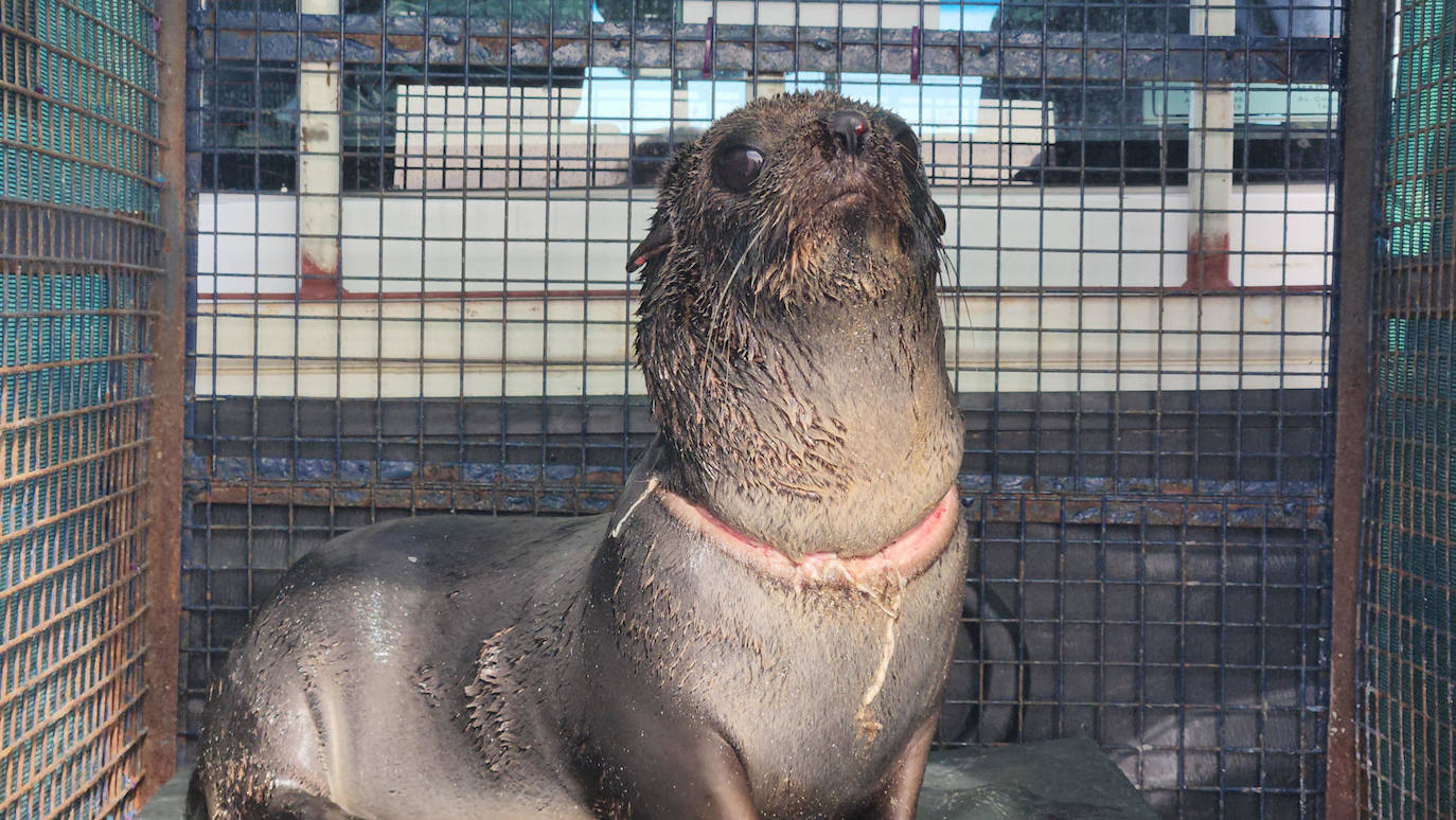 Fotografía donde se muestra a un lobo marino rescatado, en de la provincia de Buenos Aires (Argentina). Una fundación argentina dedicada a la asistencia de la fauna marina rescató a un lobo marino que apareció en una playa de la provincia de Buenos Aires con una profunda herida alrededor del cuello, causada por una brida de plástico, un elemento usado habitualmente para embalajes.