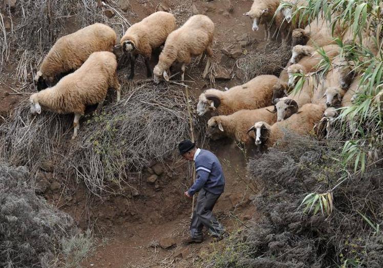 Un pastor con su rebaño de ovejas en los altos de Gáldar.