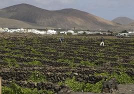 Vista de parcelas con cultivos de vid en una zona céntrica de Lanzarote.