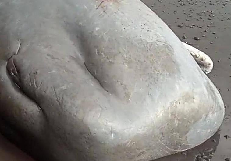 Parte de la cabeza del gigantesco cachalote aparecido esre domingo en las costas de La Palma.