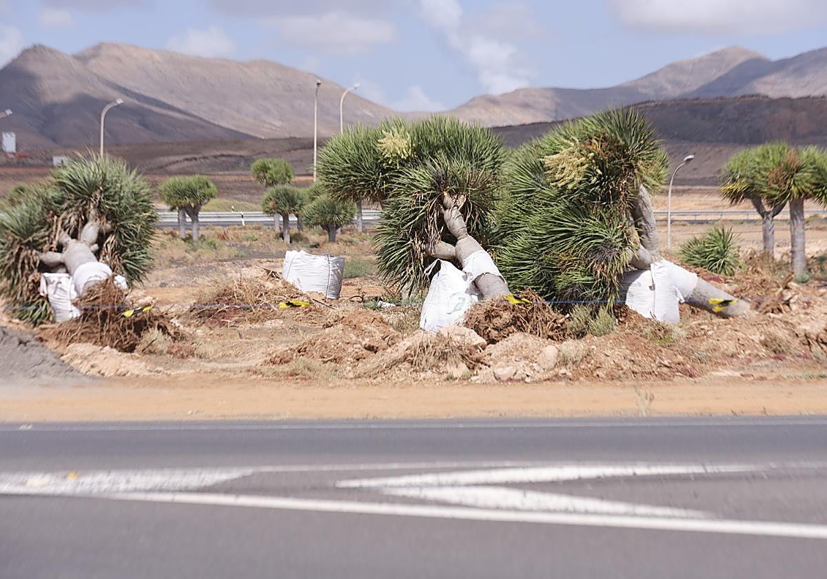 Los dragos han comenzado a trasplantarse.