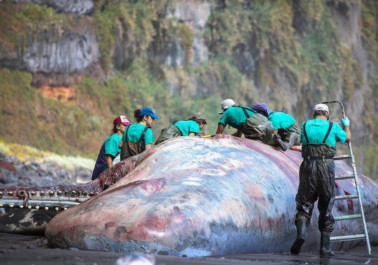 Investigan la muerte del cachalote en La Palma