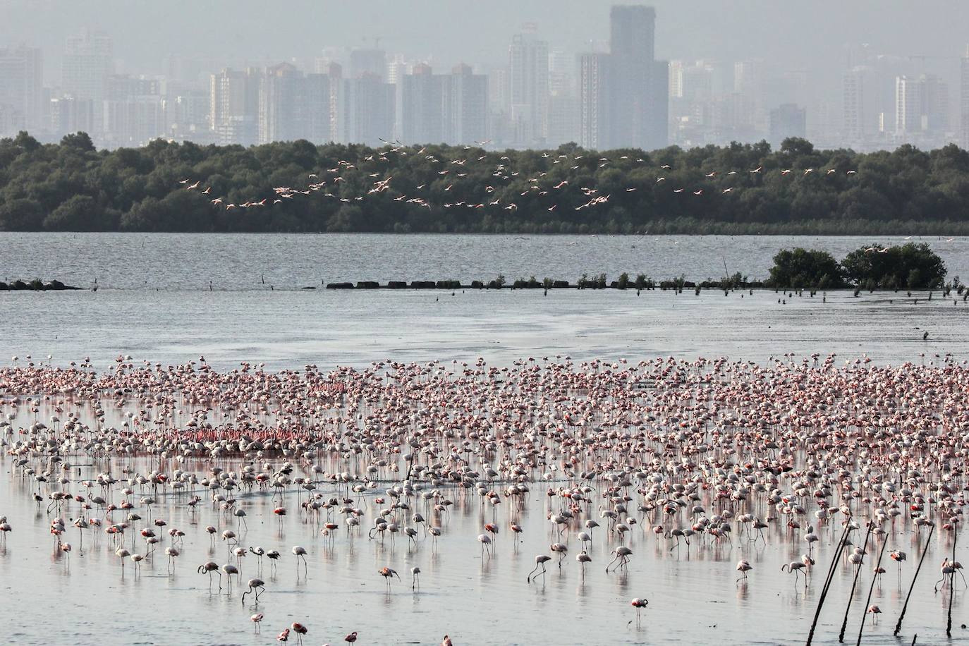 Colonias de flamencos abarrotan la zona fangosa de Navi Mumbai, India. Las aves migratorias llegan en la temporada de invierno desde diferentes puntos de India y países vecinos y suelen abandonar la región en los meses de primavera.