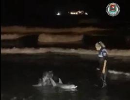Una cría de delfín vara en La Laja y termina muriendo