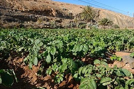 Plantación de papas en gavia en Toto, en el municipio de Pájara.