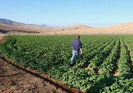 Gavia de papas en Toto, en el municipio de Pájara.