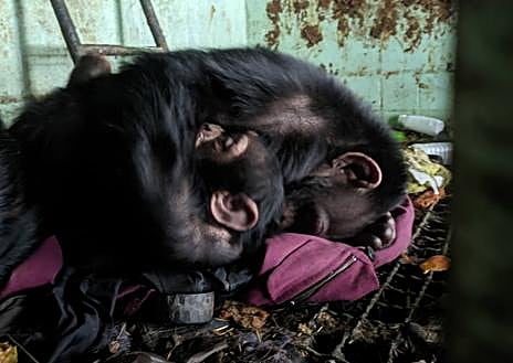 Imagen secundaria 1 - Loro Parque envía 20.000 euros en alimentos para los animales de Ucrania