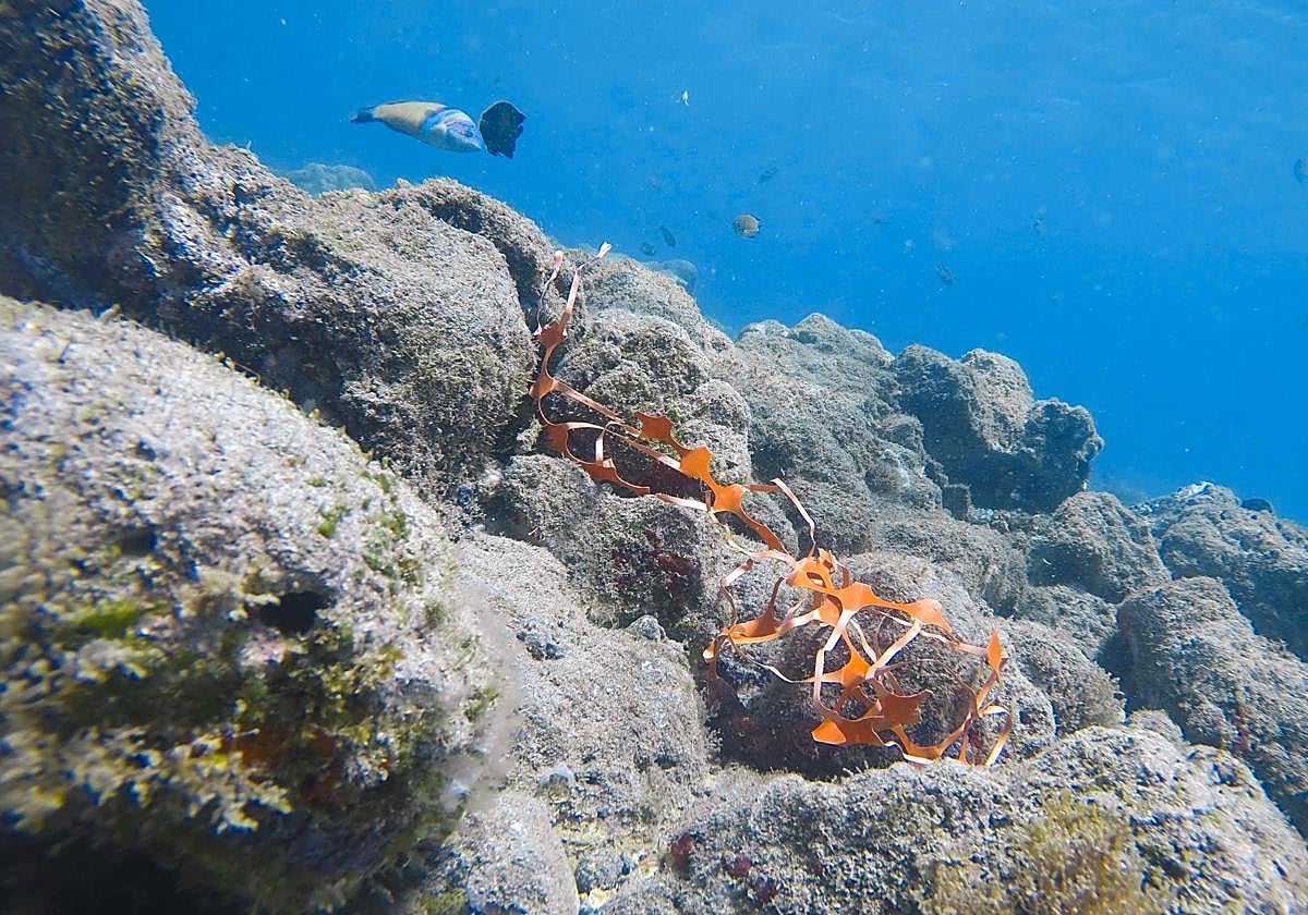 Greenpeace advierte de la importancia de poner fin a la contaminación plástica en África.