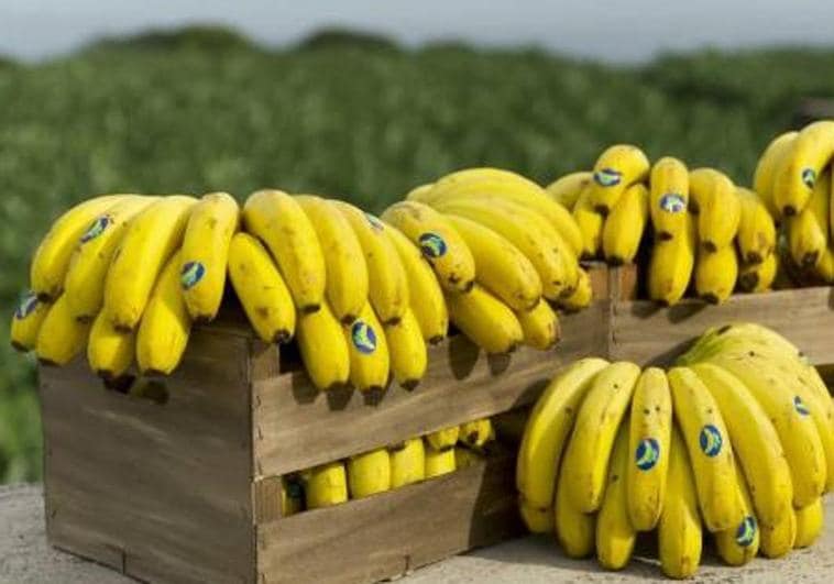 ¿Qué diferencia hay entre el plátano de Canarias y las bananas de otros países?