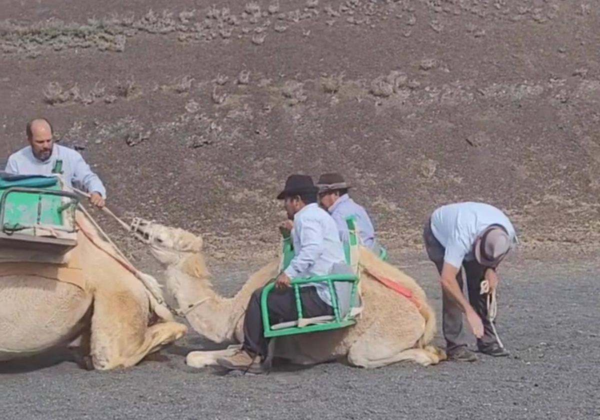 El maltrato a una cría de camello en Lanzarote desata las críticas: «Abusadores, al sol y sin agua»