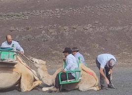 El hombre que maltrató a una cría de camello en Lanzarote pide perdón: «Se me fue de las manos»