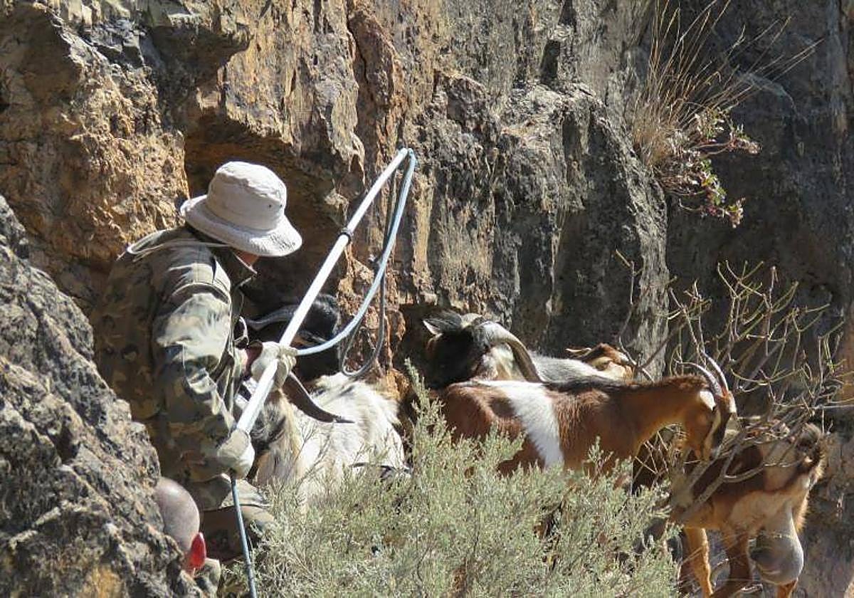 Un hombre intenta capturas cabras asilvestras con un lazo en un espacio protegido de la isla.